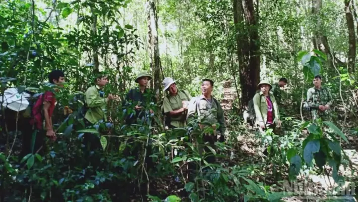 Giữ màu xanh cho đại ngàn